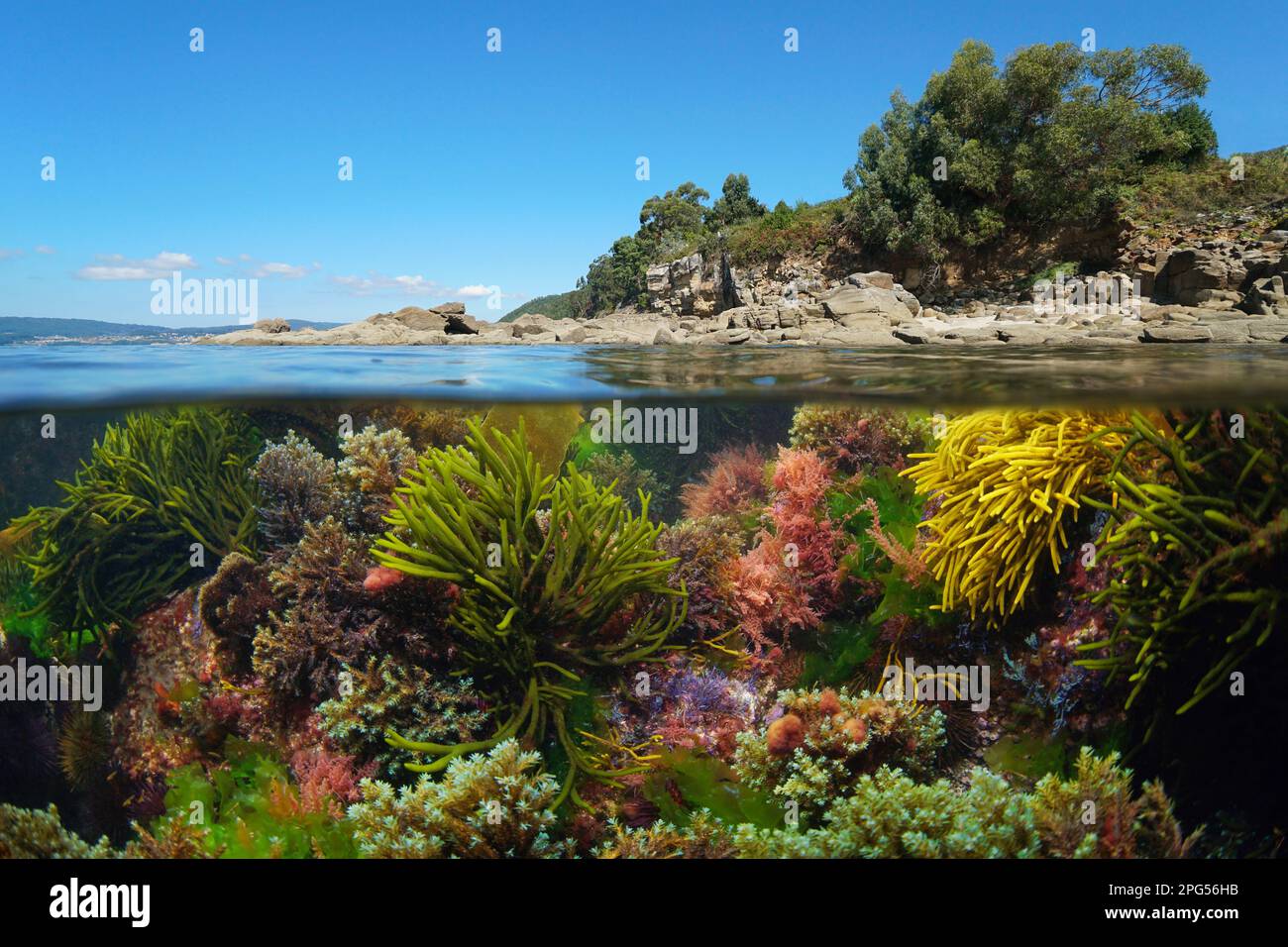 Seaweeds underwater and the coastline, Atlantic ocean, Spain, Galicia, split level view over and under water surface Stock Photo