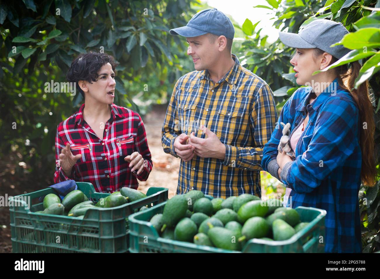 Group of multinational farmers gathering together gresh organic avocados on farm Stock Photo