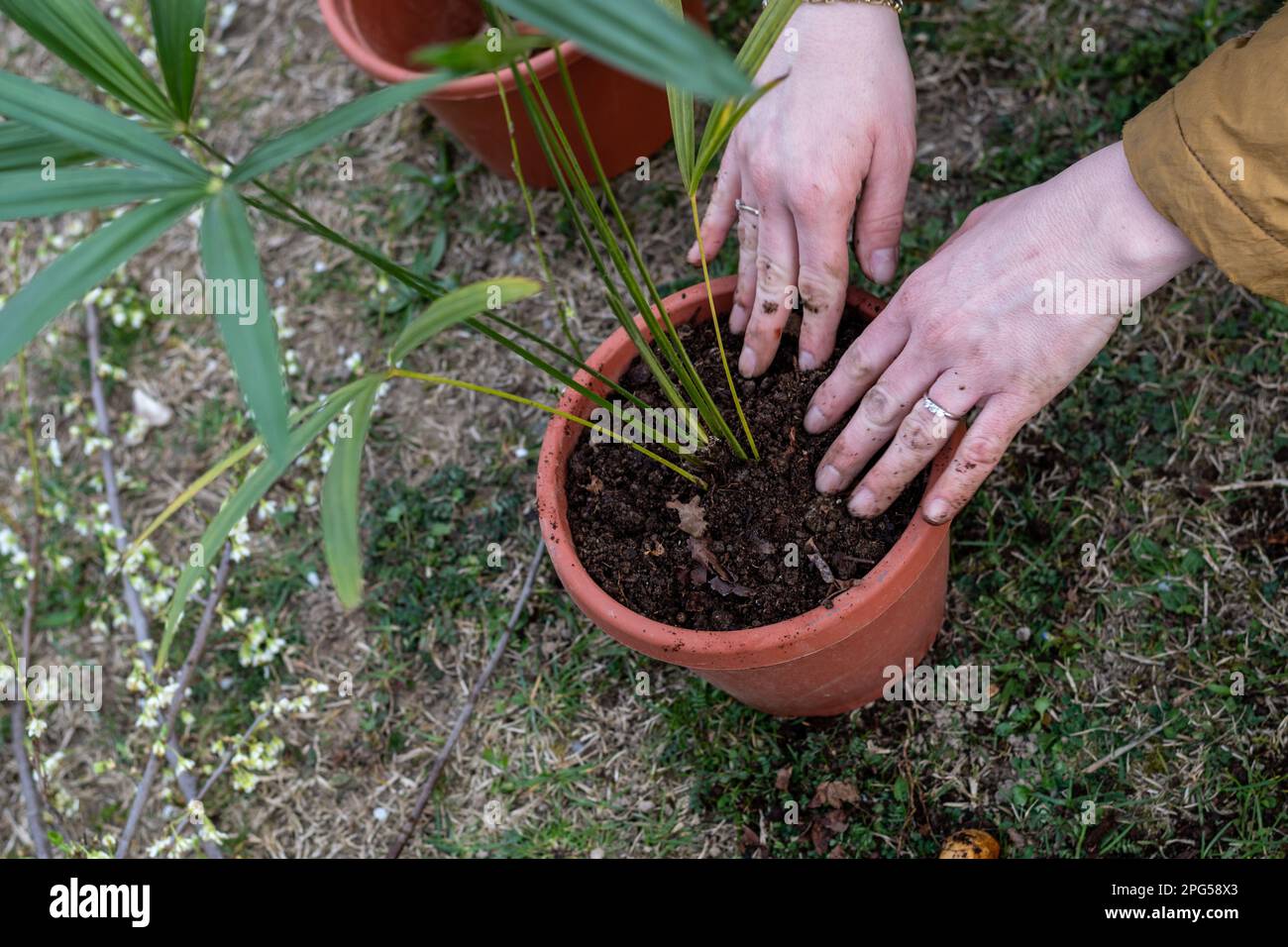 Young woman potting plants in garden. Hands of a girl transplanting a