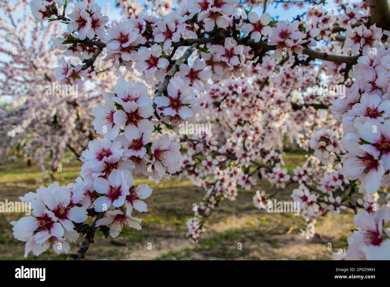 Almond trees blossom in the fields of Ainzon, Zaragoza, Aragon, Spain