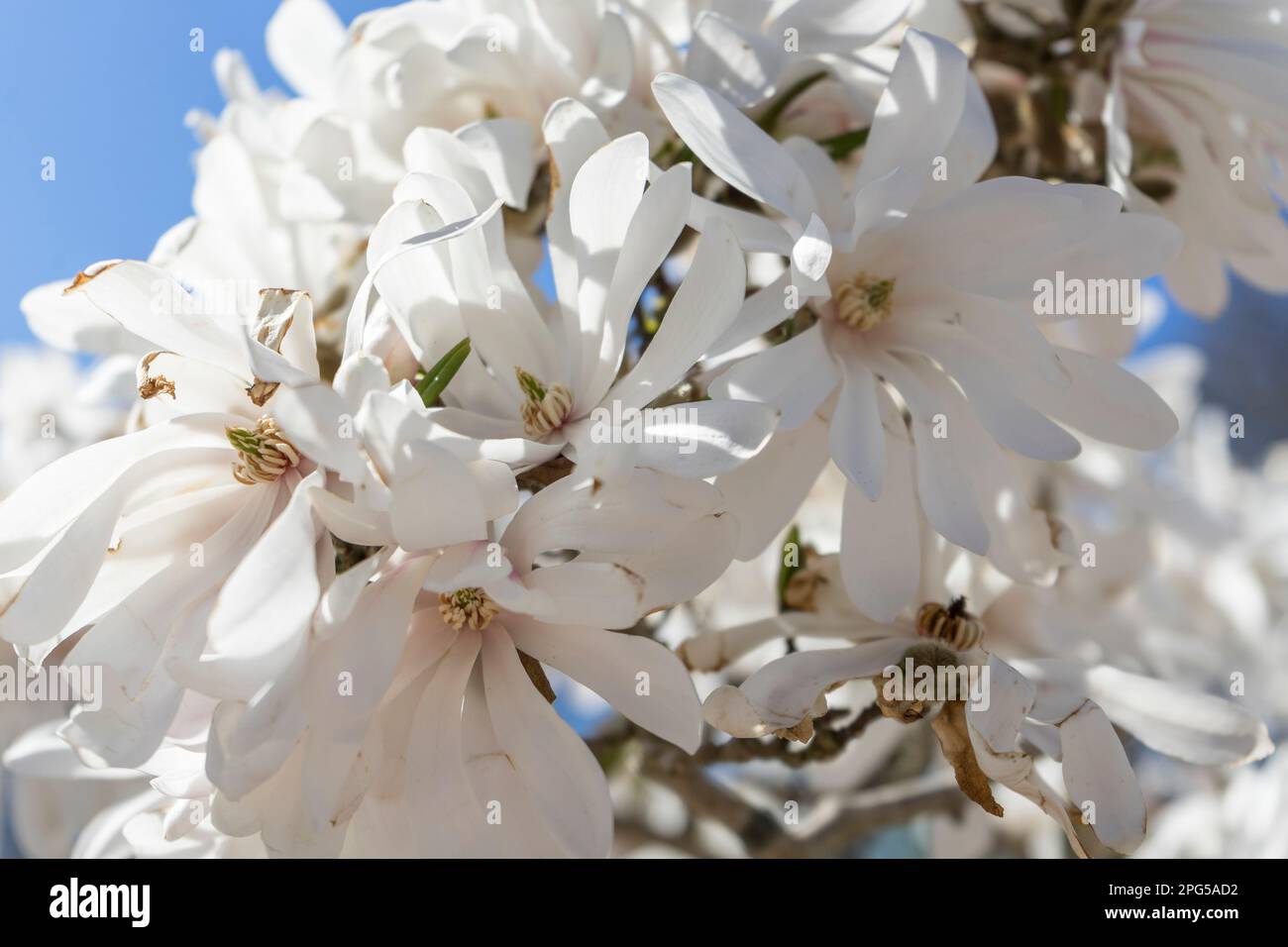 Cherry blossom trees in the wind hi-res stock photography and images ...