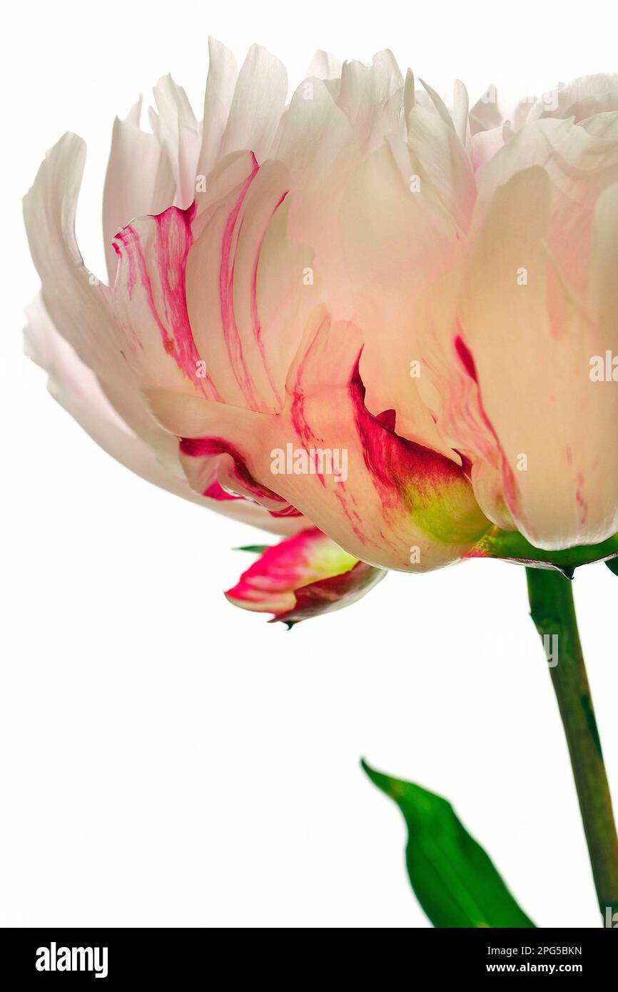 A high-key studio image (white background) of a pale pink/white peony marbled with raspberry: Paeonia Lactiflora Candy Stripe, a beautiful flower Stock Photo