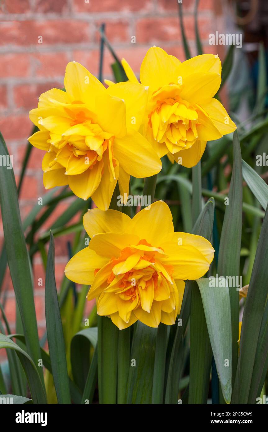 Close up of group of Narcissus Hollands Chase in spring. This  is a yellow and pale orange division 4 double daffodil and is a deciduous perennial Stock Photo