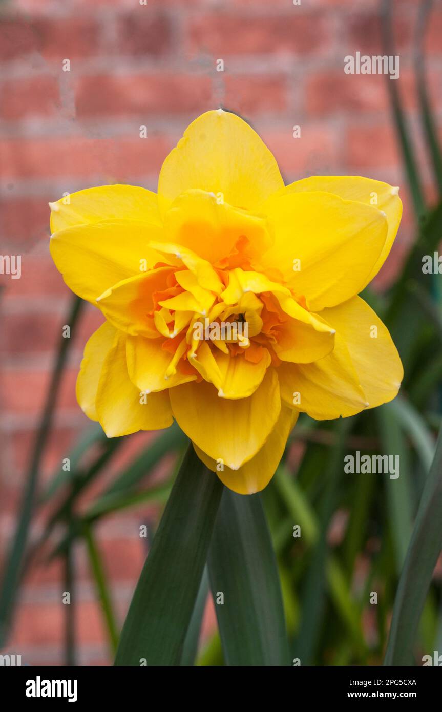 Close up of Narcissus Hollands Chase in spring a yellow and pale orange division 4 double daffodil that is a deciduous frost hardy perennial Stock Photo