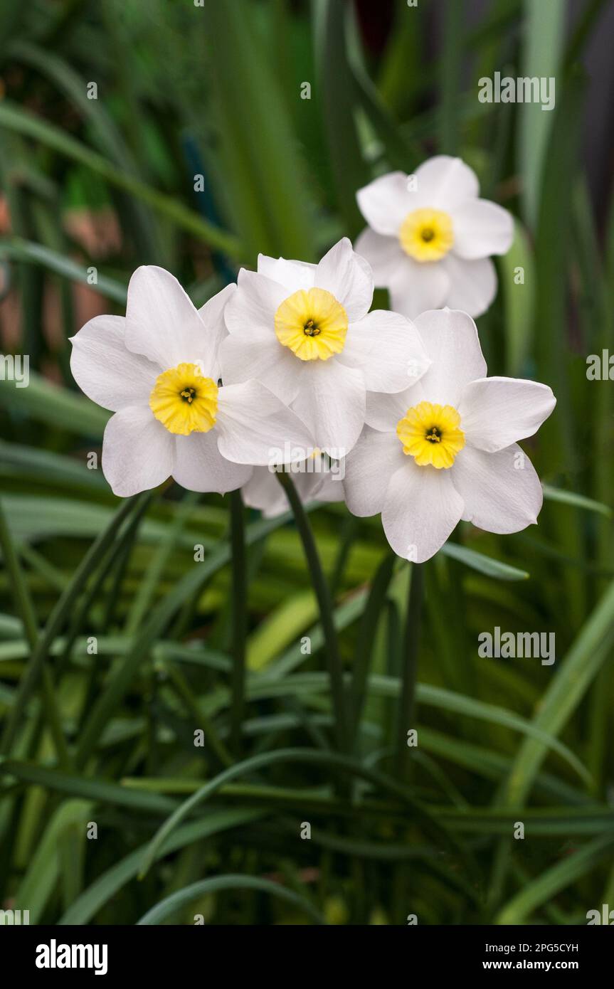 Close up of group of Narcissus Segovia in spring. A  bi colour white and yellow division 3 small cupped daffodil and a deciduous perennial frost hardy Stock Photo