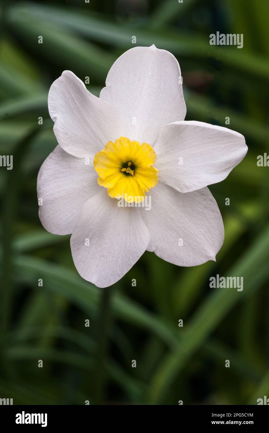 Close up of Narcissus Segovia in spring. A  bi colour white and yellow division 3 small cupped daffodil and a deciduous perennial that is frost hardy Stock Photo