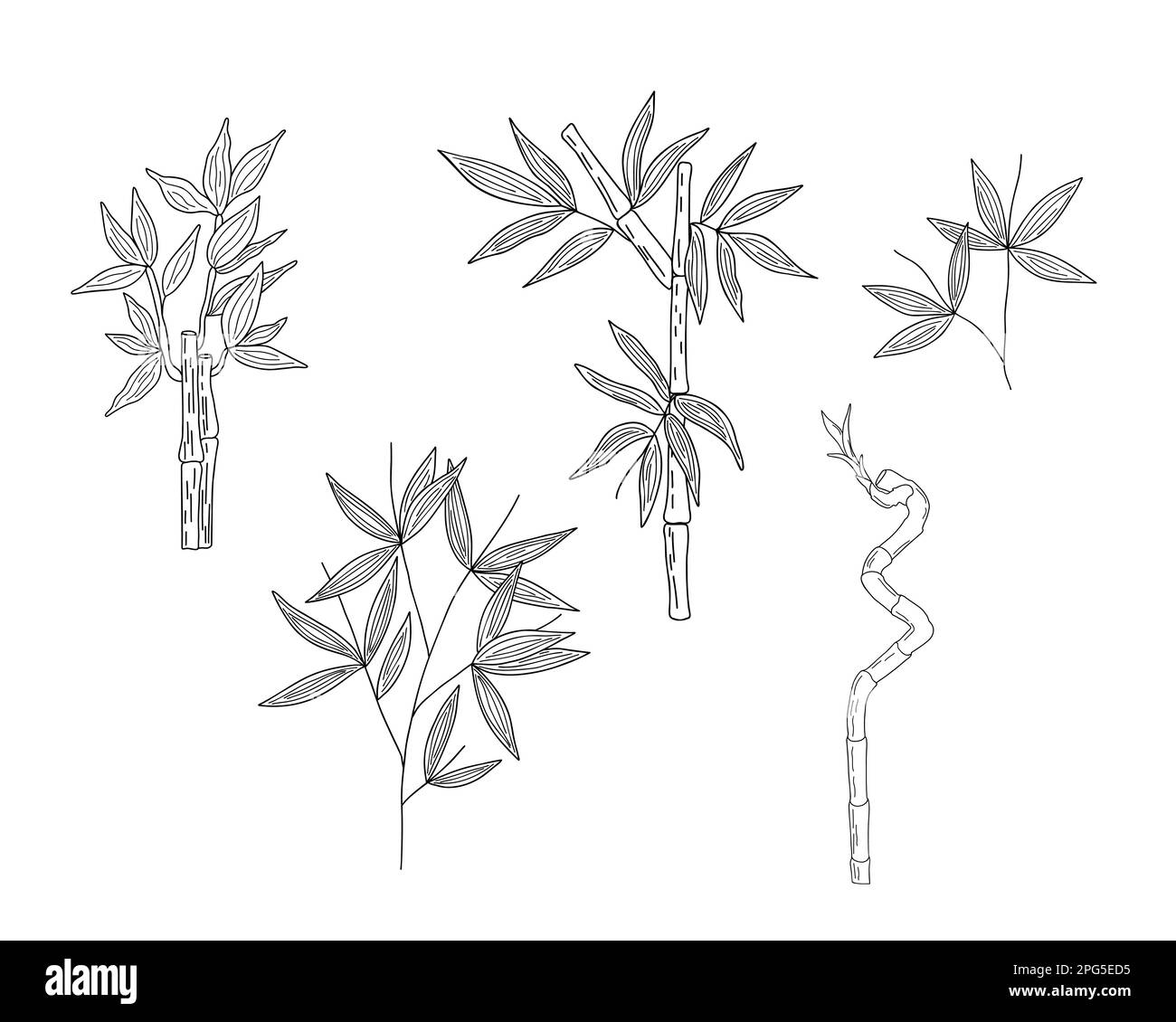 Bamboo leaves branch simple linear style vector outline illustration