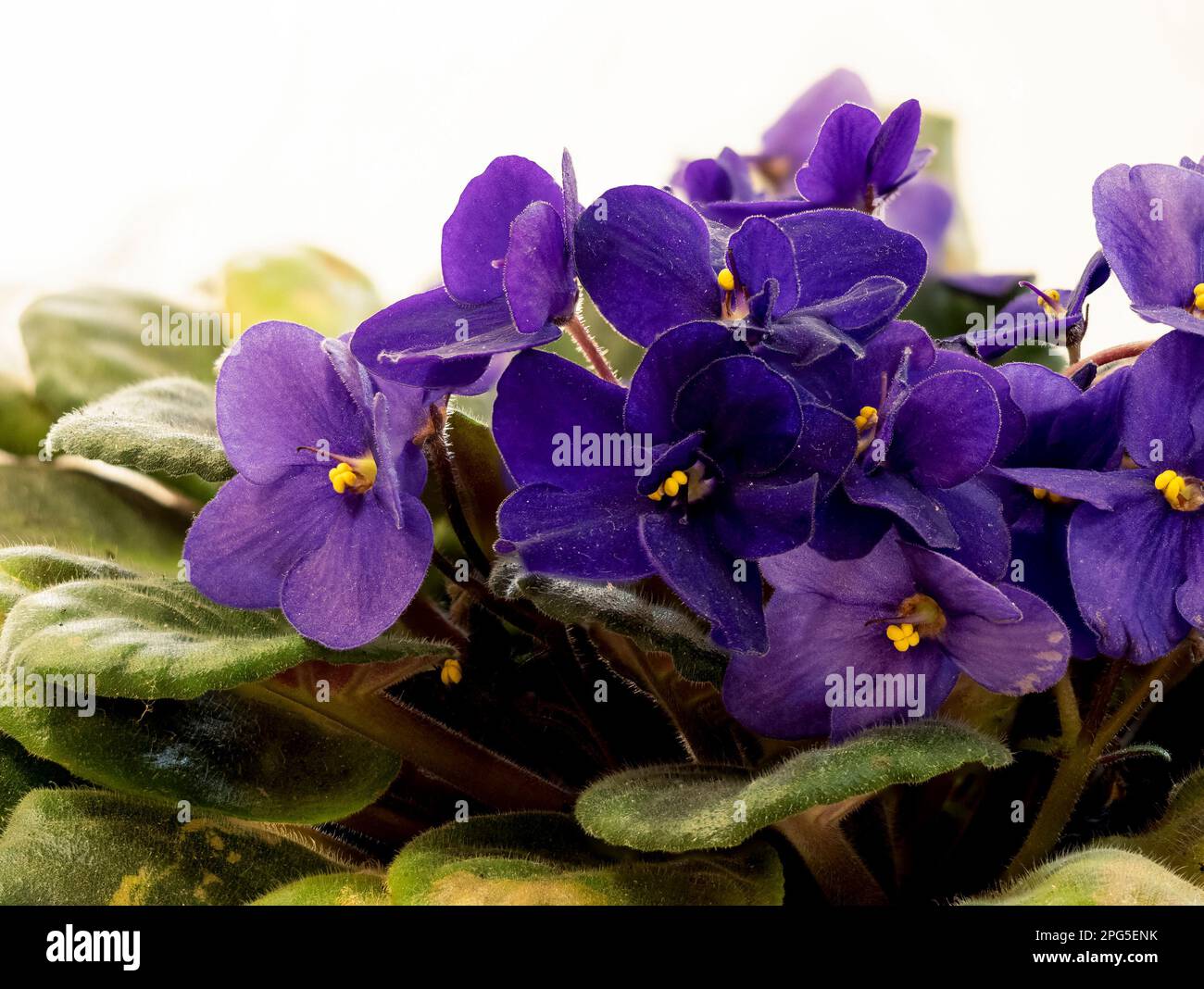 macro close up of an african violet (Saintpaulia) with blurred background Stock Photo