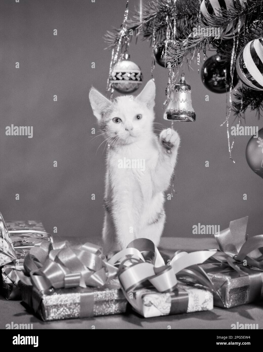 1950s 1960s KITTEN UNDER CHRISTMAS TREE WITH TINSEL ORNAMENTS AND PRESENTS LOOKING AT CAMERA - x2865 HAR001 HARS BLACK AND WHITE HAR001 OLD FASHIONED Stock Photo