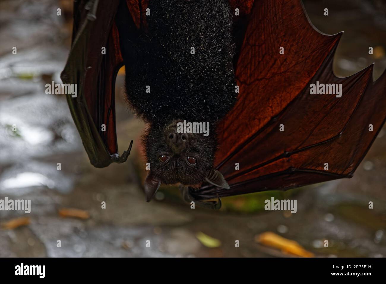 A giant fruit bat, also known as flying fox, hanging upside down in Bali, Indonesia Stock Photo