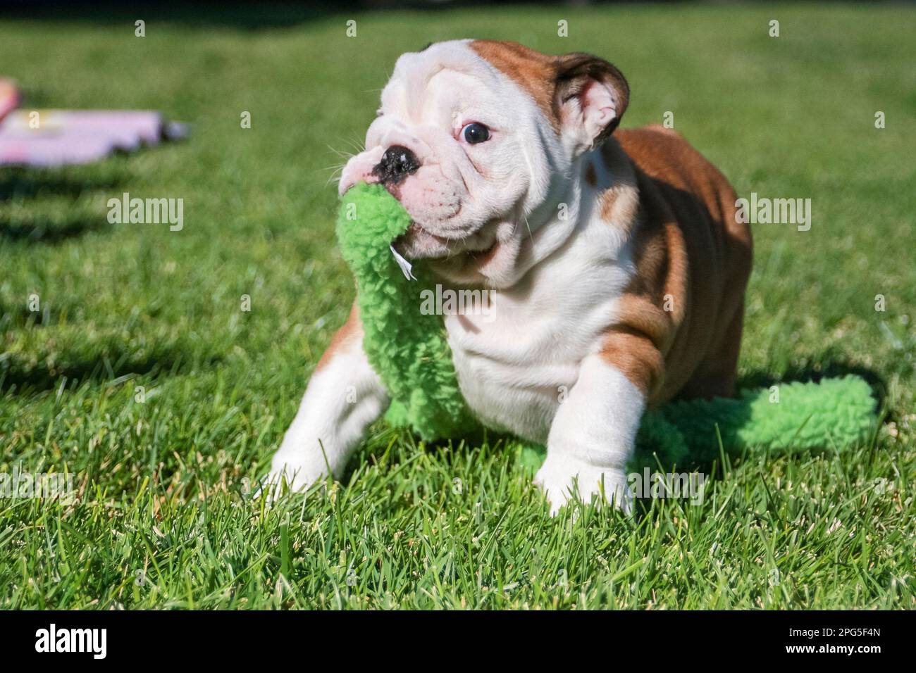 Bulldog puppy with a green toy on the lawn Stock Photo