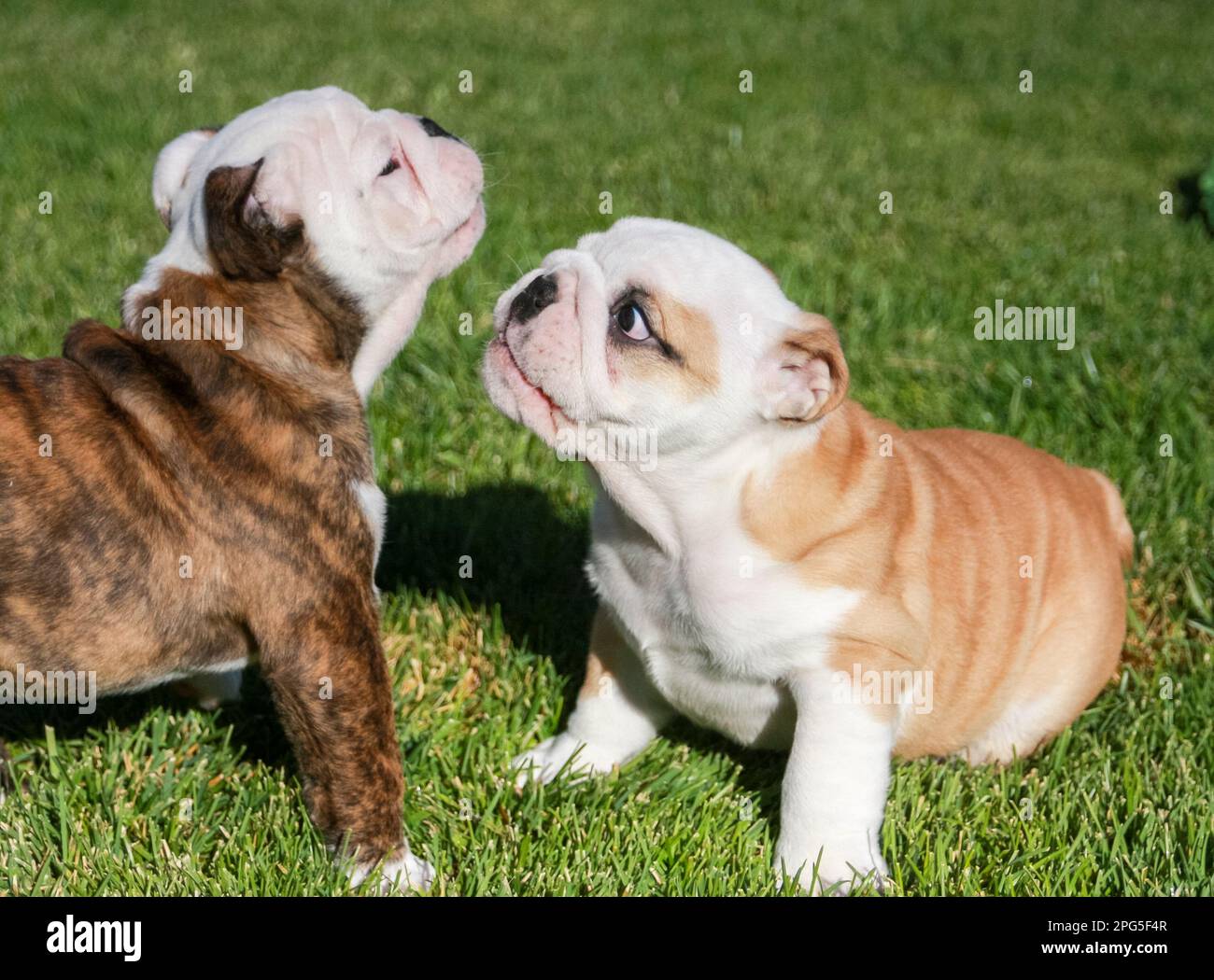 English buldog puppies outside playing in the grass Stock Photo