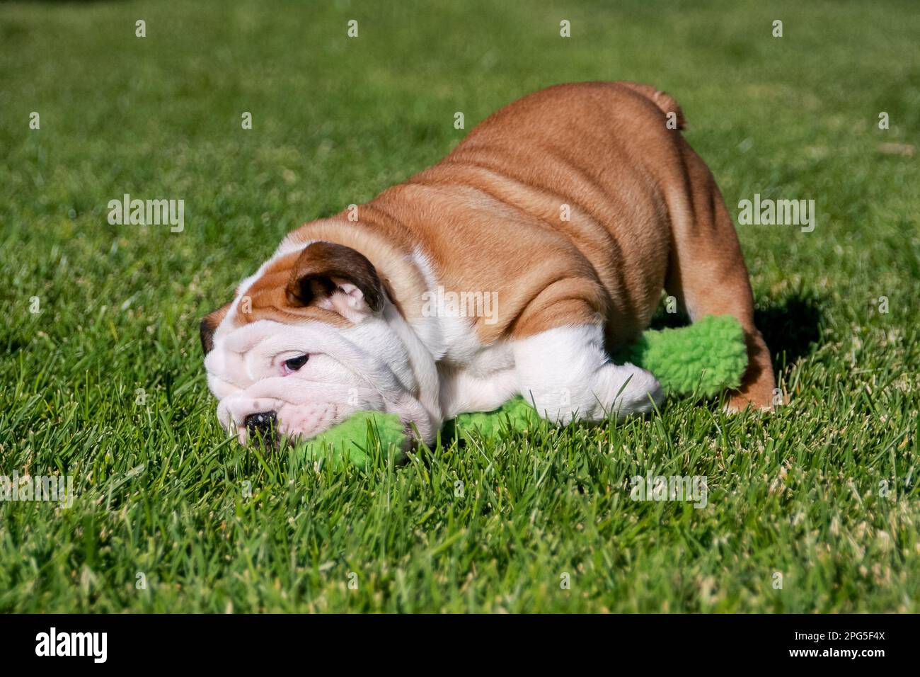 English bulldog puppy playing with a toy and falling in the grass Stock Photo
