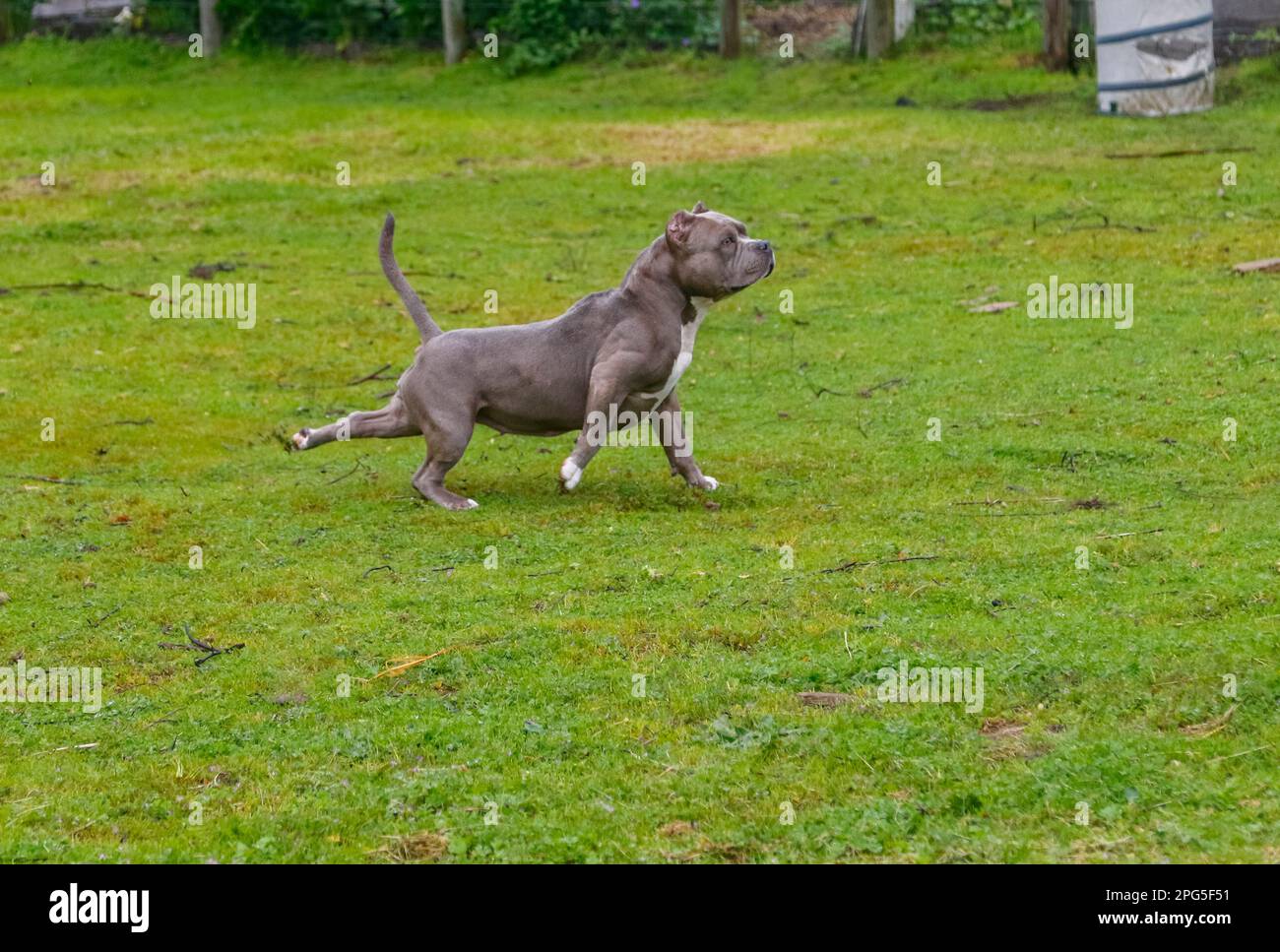Grey pitbull stretching on the grass while playing Stock Photo