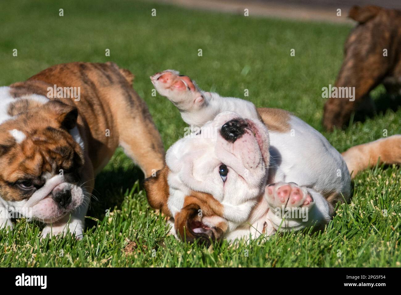 Young bulldog puppies rolling around and playing in the grass Stock Photo