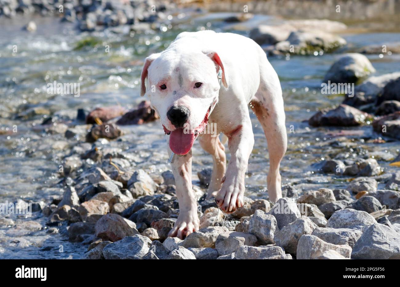 Pitbull on the rock crossing the water at a creek Stock Photo
