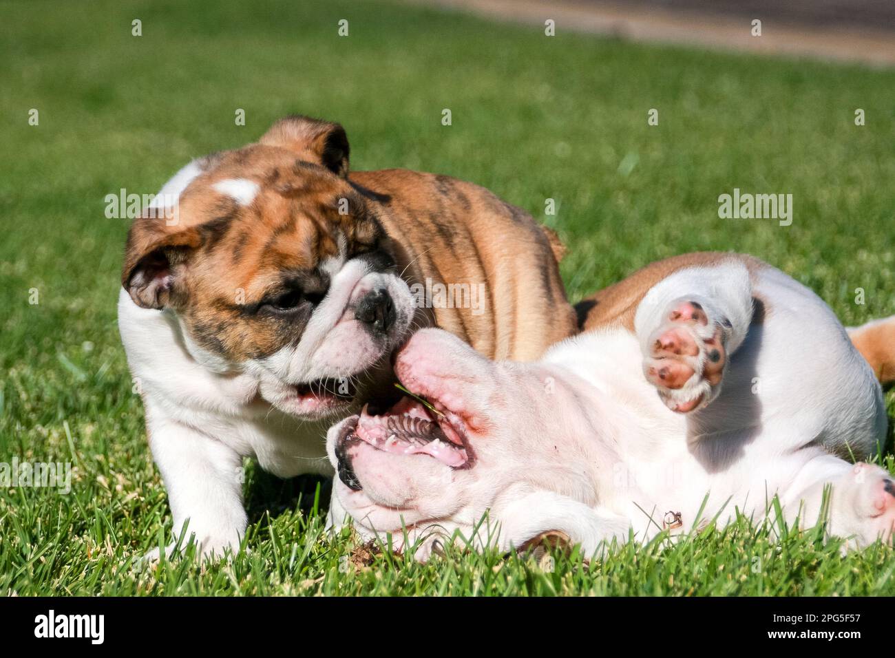Two bulldog puppies rolling and playing in the grass Stock Photo