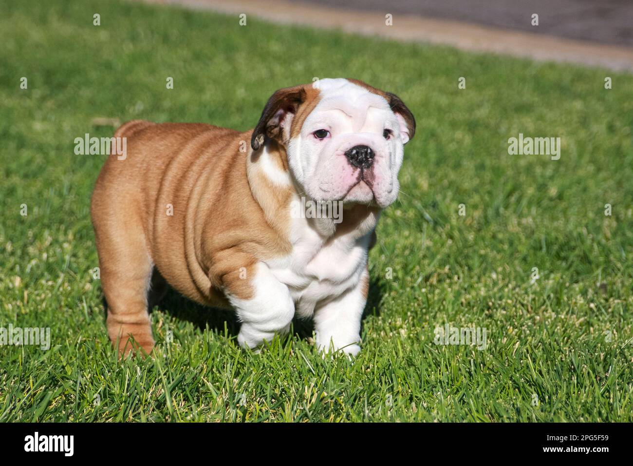 Red and white bulldog puppy playing in the grass Stock Photo