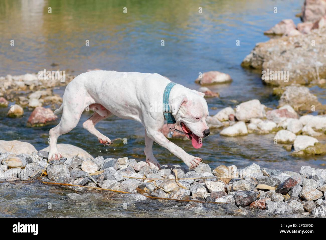 White pitbull at the water crossing a rock bridge Stock Photo