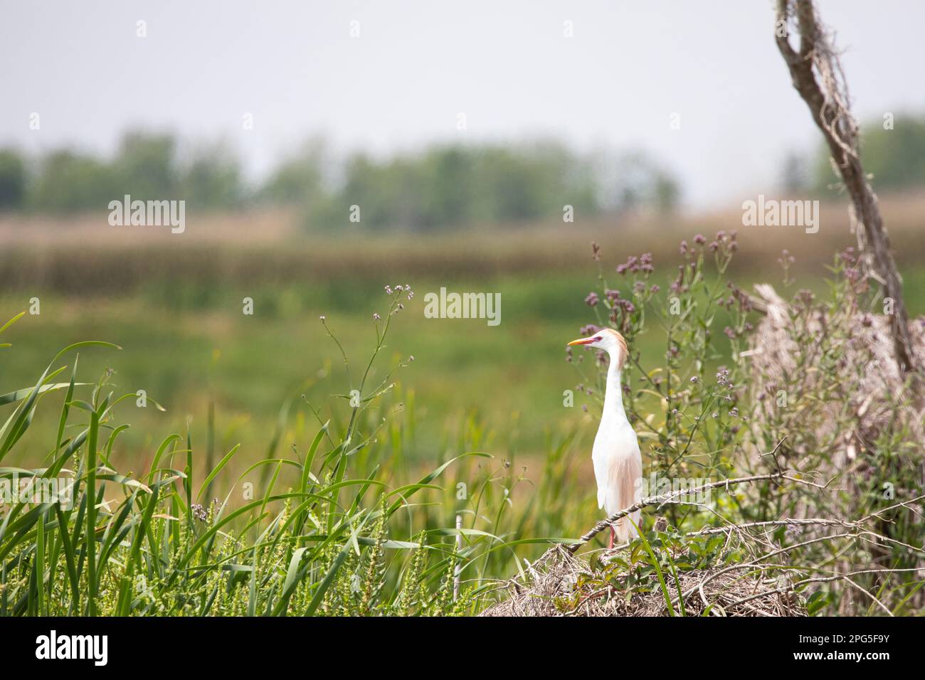 Beautiful, lone Cattle Egret stands and gazes over the wetlands of