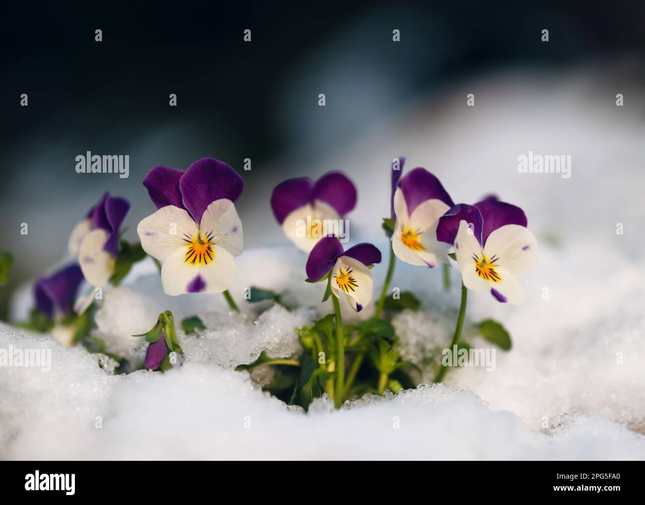 Beautiful colorful horned pansy flowers at springtime in garten with snow. (Viola cornuta) Soft selective focus. Copy space. Stock Photo