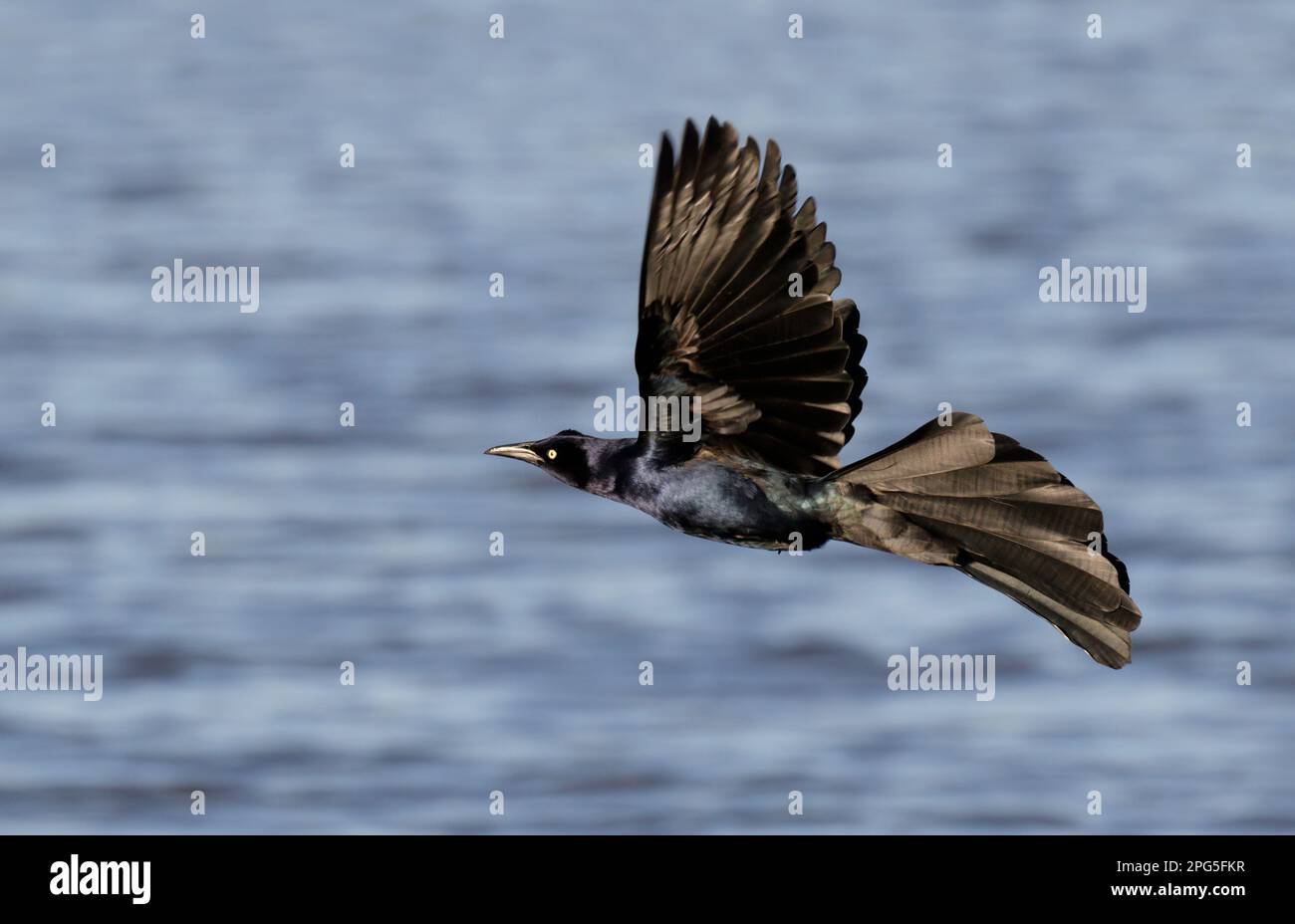 Great-tailed grackle (Quiscalus mexicanus) male flying over water, Galveston, Texas, USA. Stock Photo