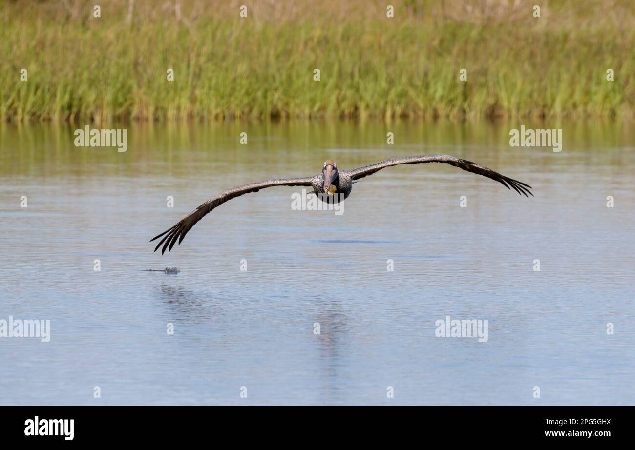 Brown pelican (Pelecanus occidentalis) flying over tidal marsh, Galveston, Texas, USA Stock Photo