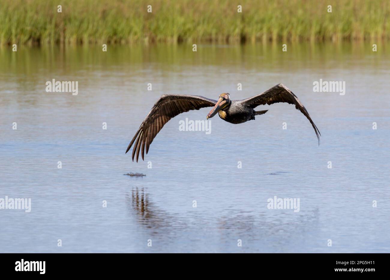 Brown pelican (Pelecanus occidentalis) flying over tidal marsh, Galveston, Texas, USA Stock Photo