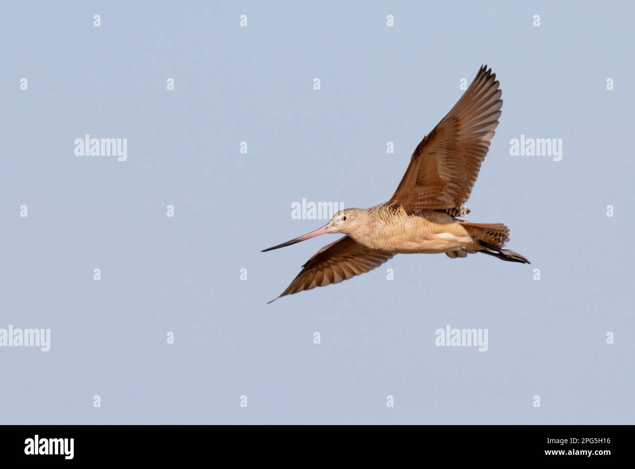 Marbled godwit (Limosa fedoa) flying in blue sky, Galveston, Texas, USA Stock Photo