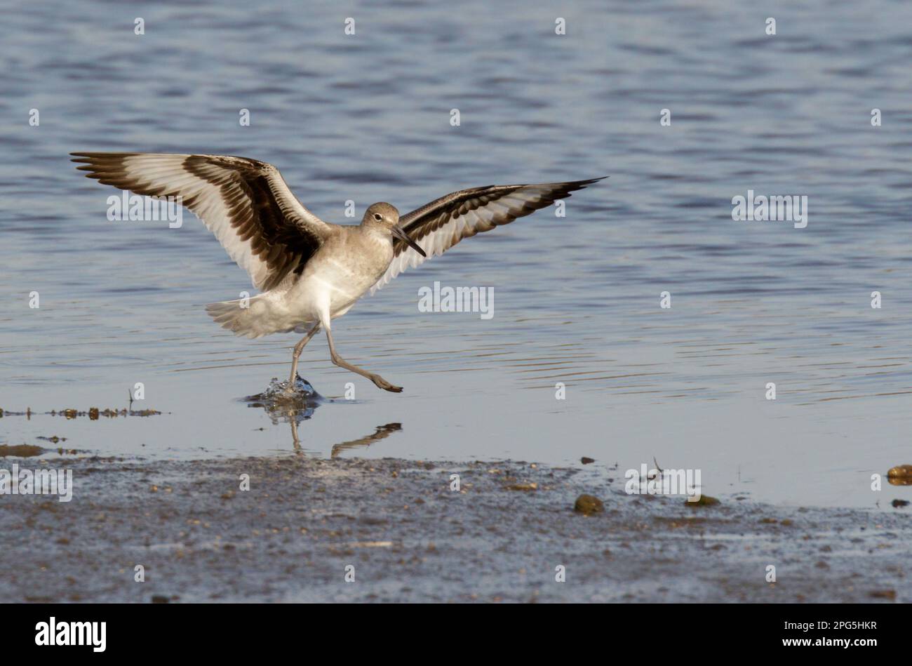 Willet (Tringa semipalmata) displaying and keeping others away from his nesting place, Galveston, Texas. Stock Photo