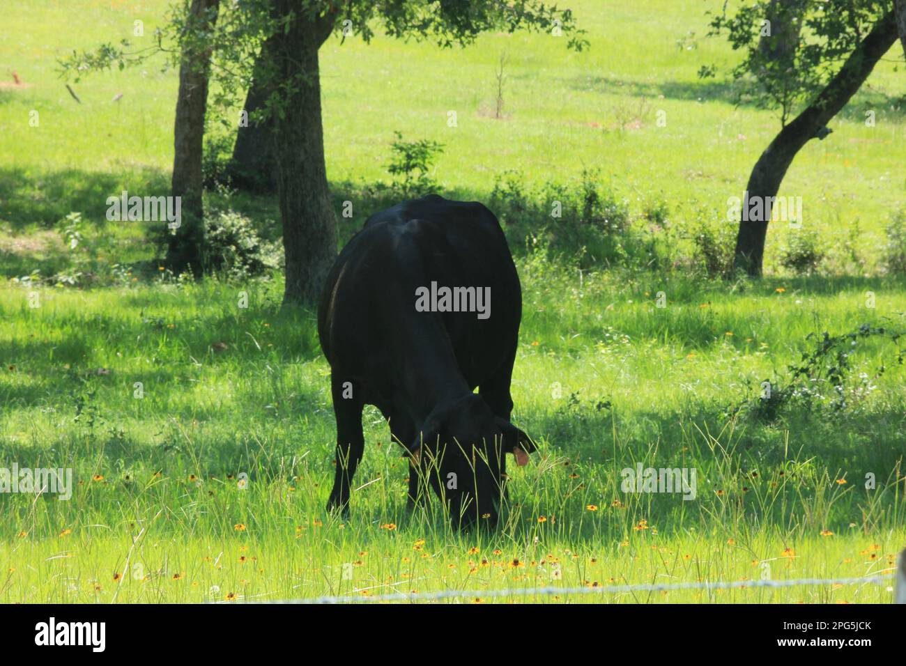 A day at the ranch stock photo alamy