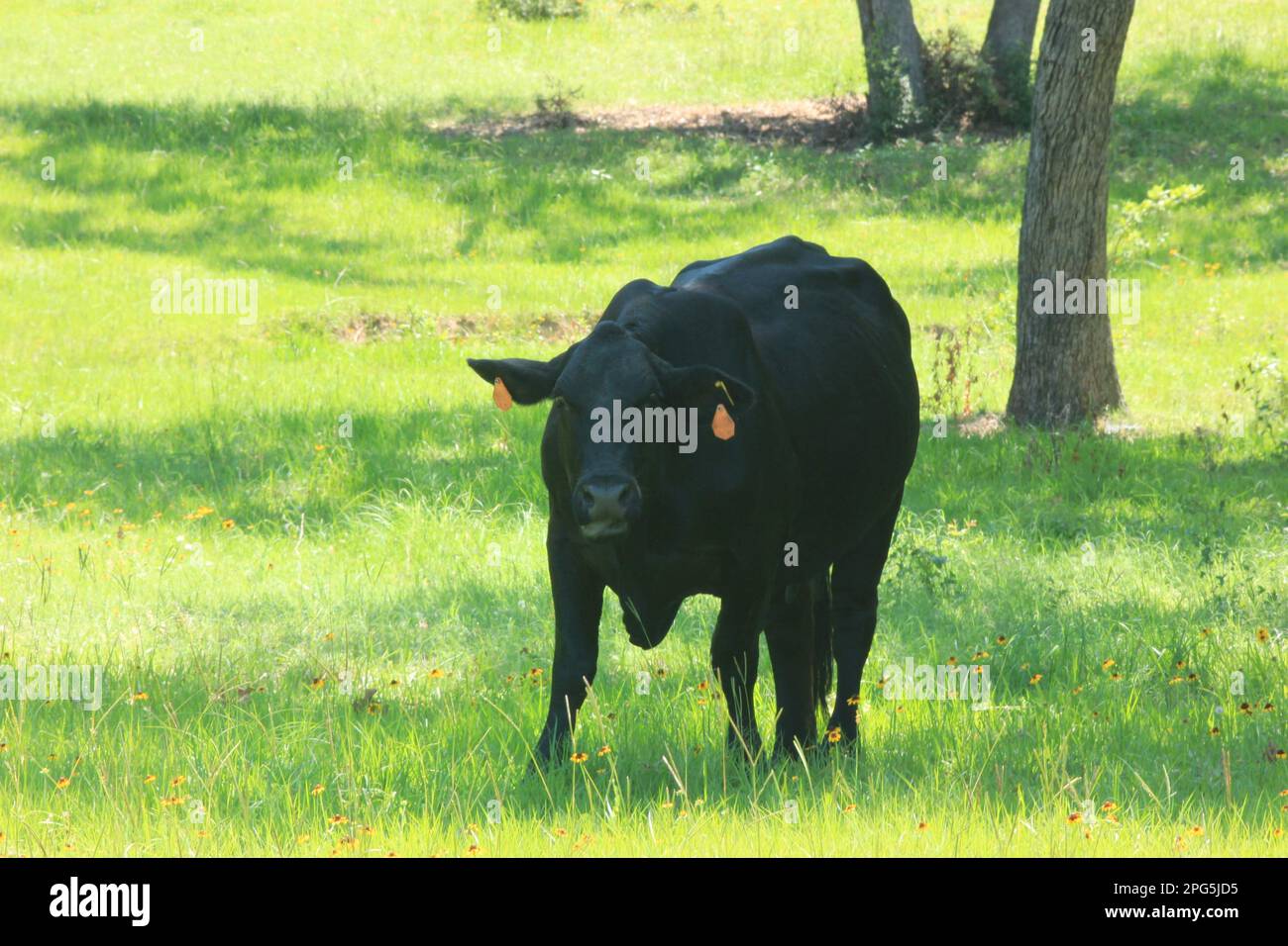 A day at the ranch stock photo alamy