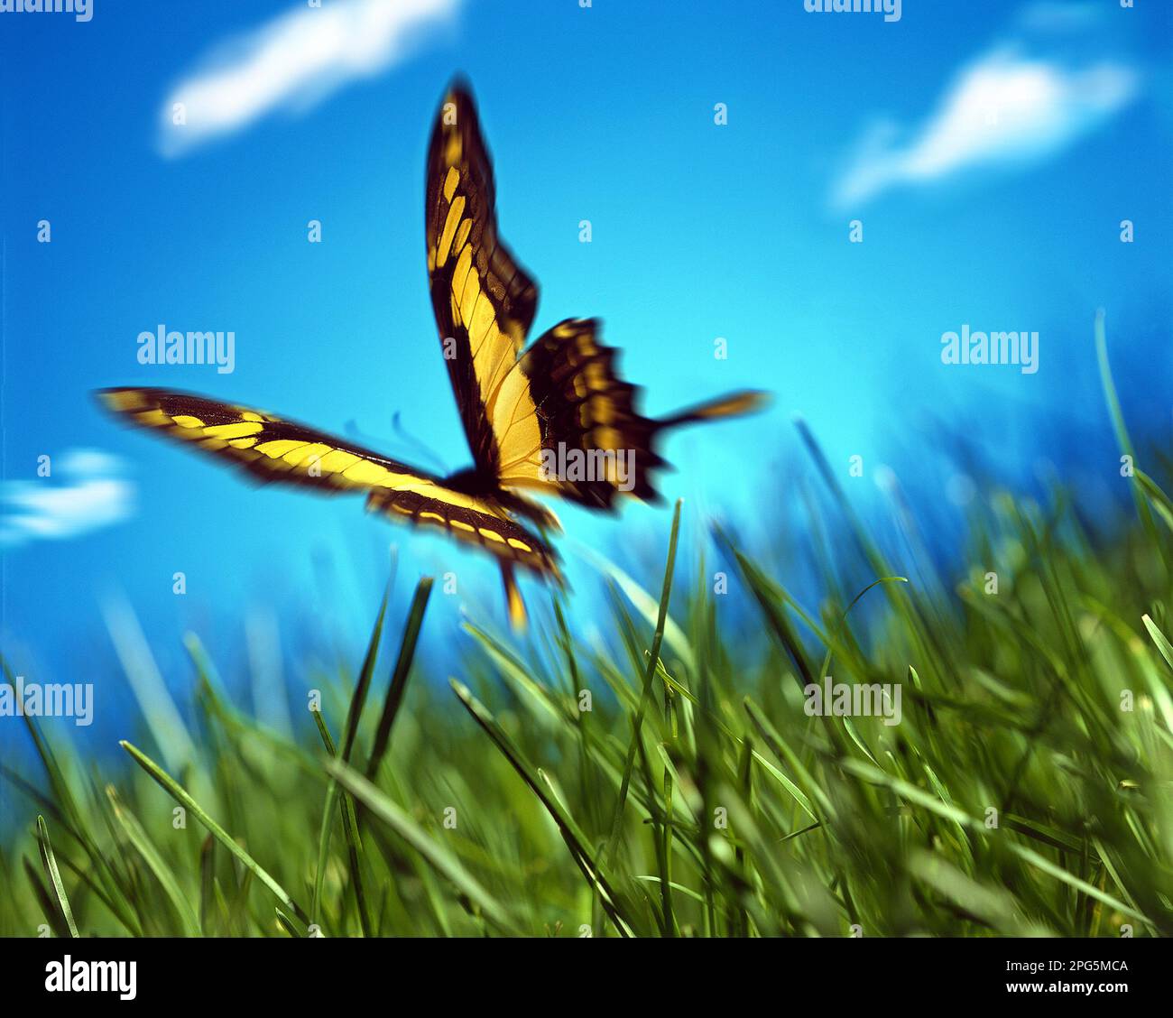 butterfly flying over grass Stock Photo Alamy