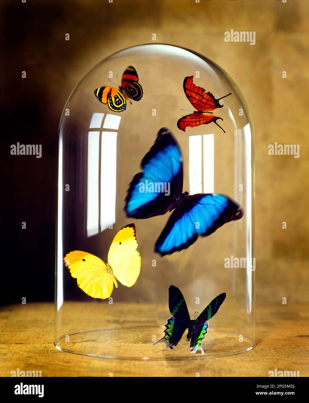 butterflies under glass Stock Photo Alamy