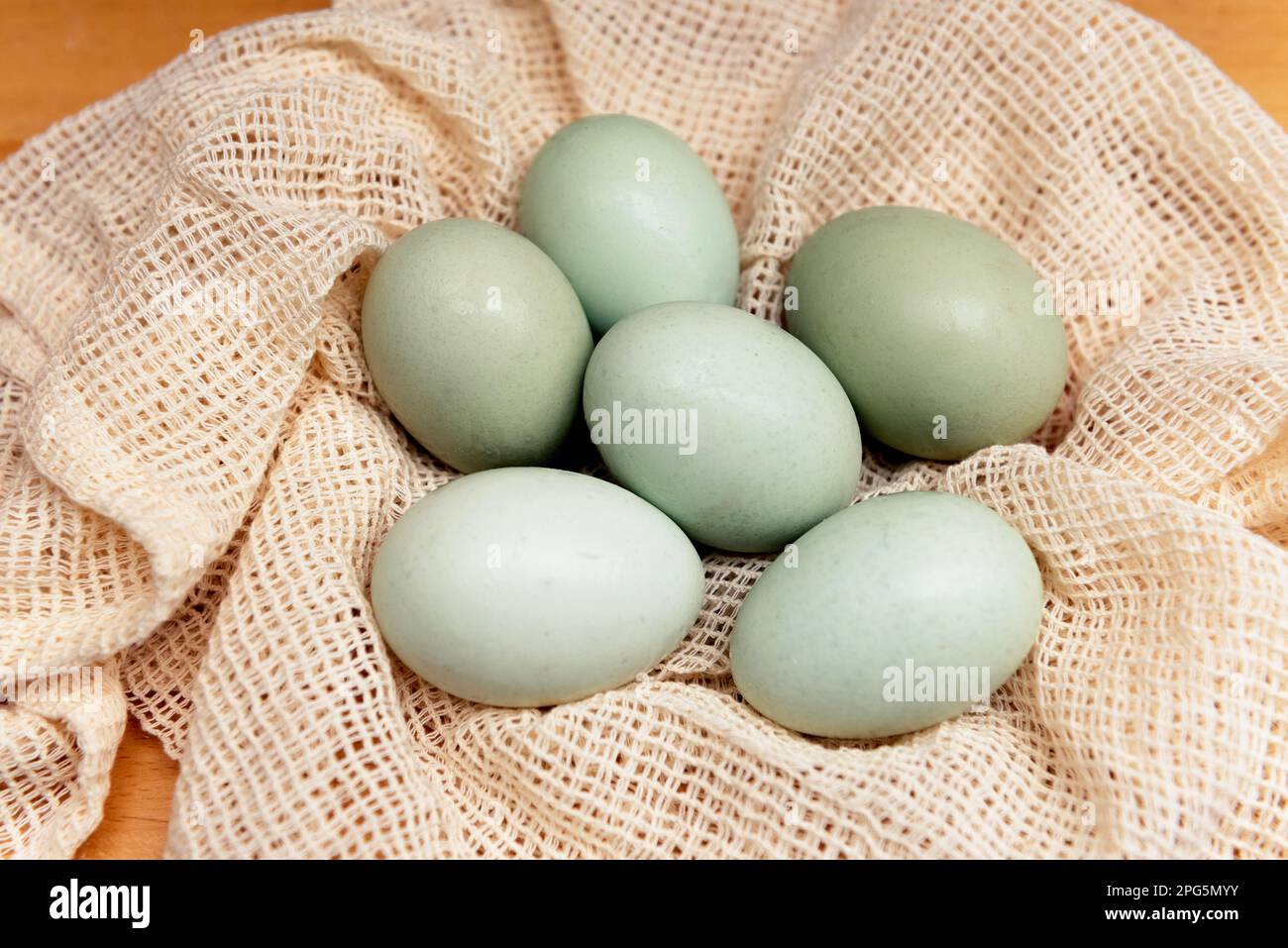 Bluebell Aurancana Eggs Stock Photo