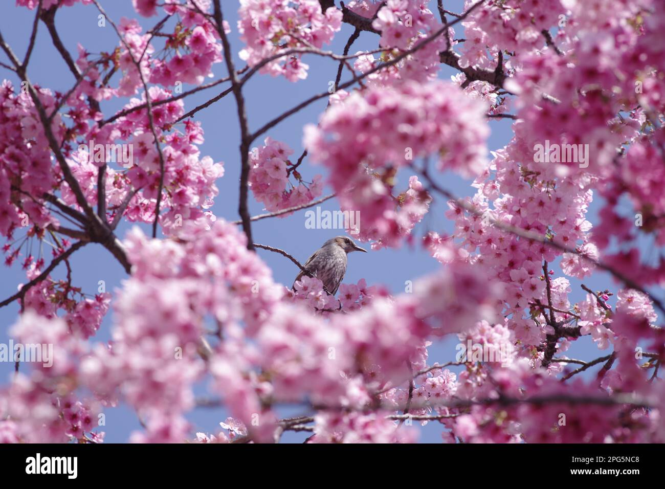 Bird and Cherry Blossoms Stock Photo
