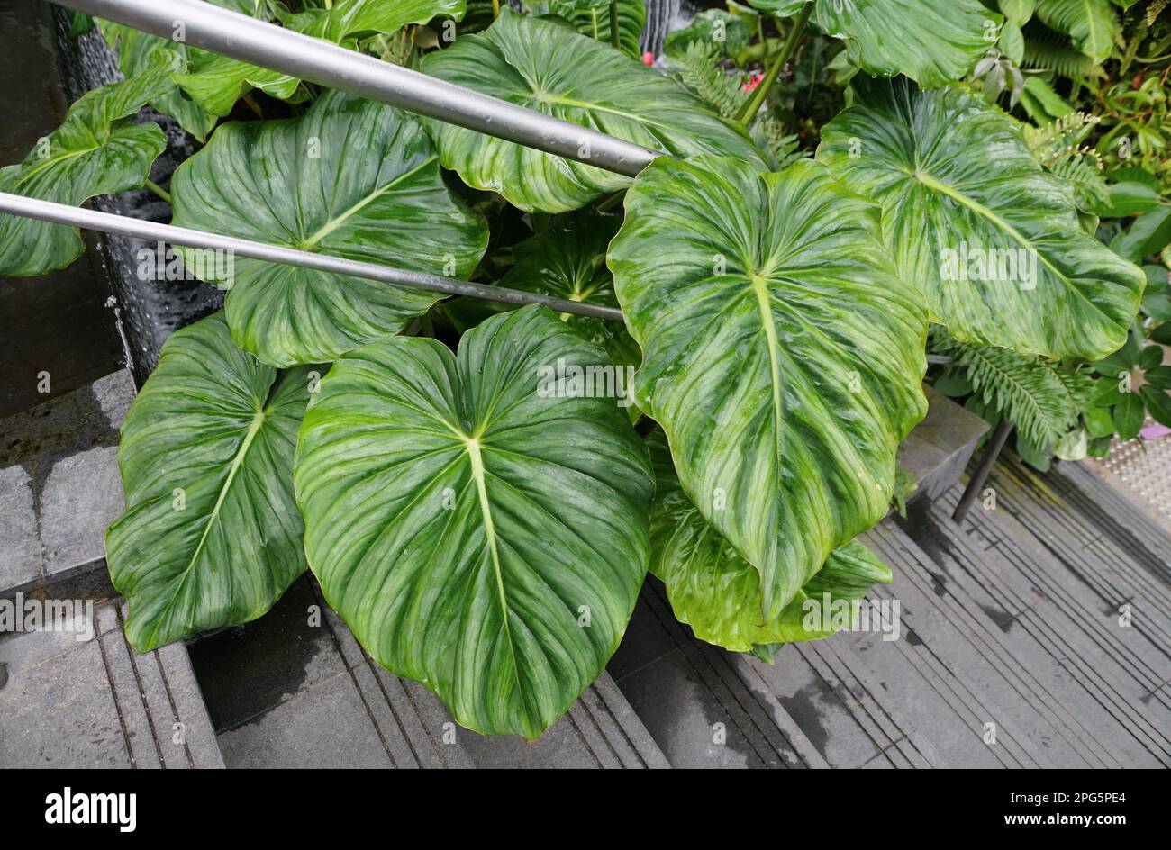 rio philodendron Philodendron Rio – oramicin main image 0
