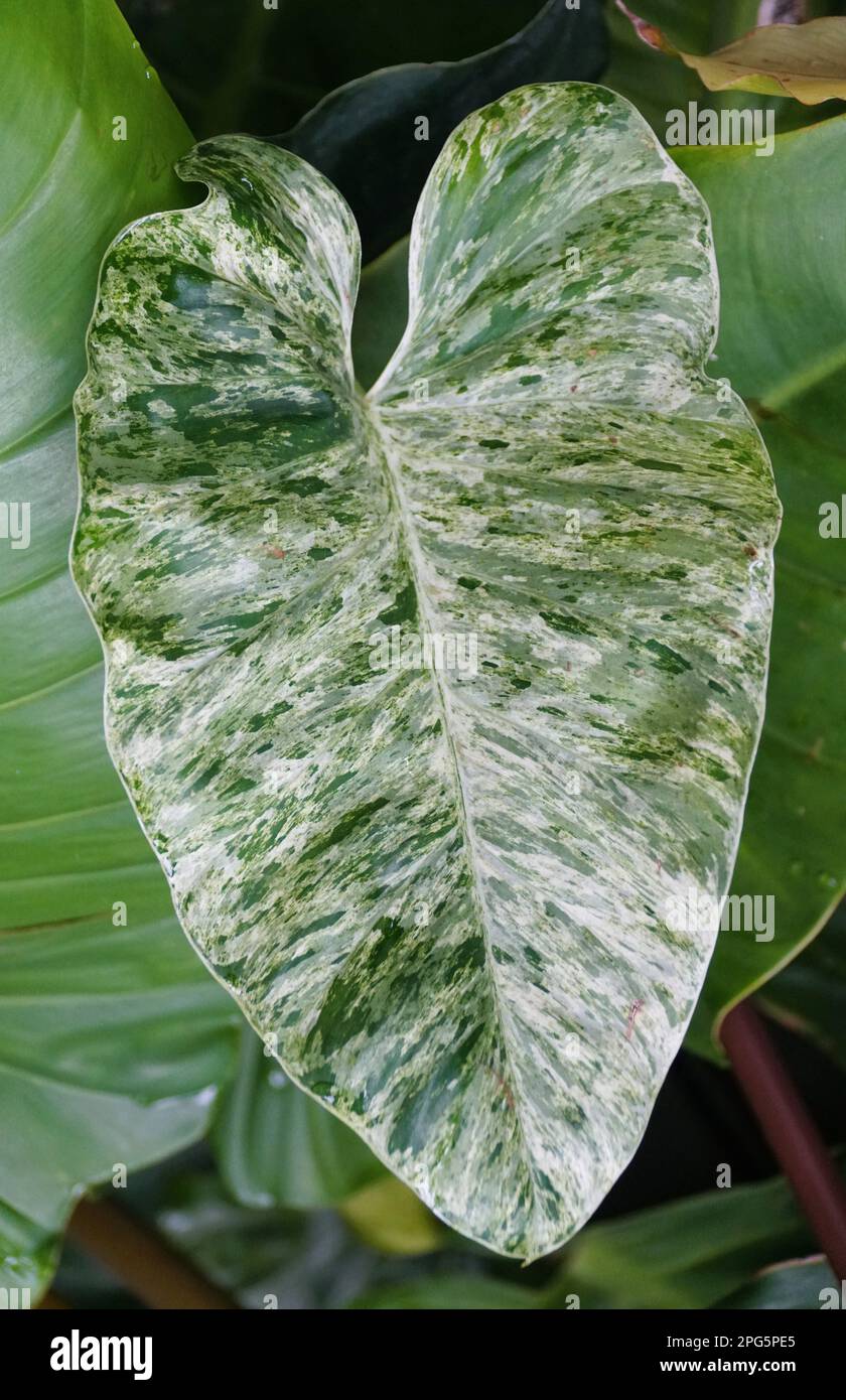 billietiae philodendron Philodendron billietiae 6