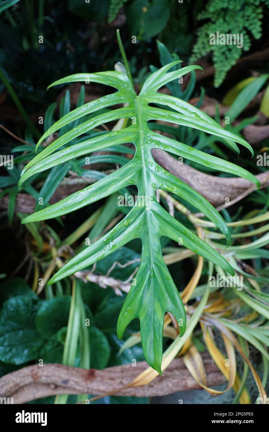 Beautiful green leaf of Philodendron Elegans, a rare tropical plant Stock  Photo - Alamy