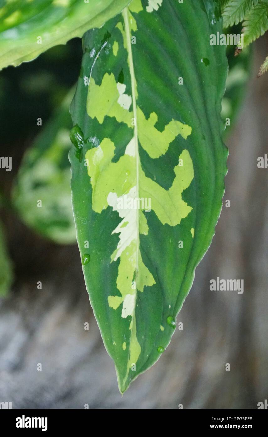 Beautiful variegated leaf of Aglaonema Pictum Tricolor, a rare tropical houseplant Stock Photo