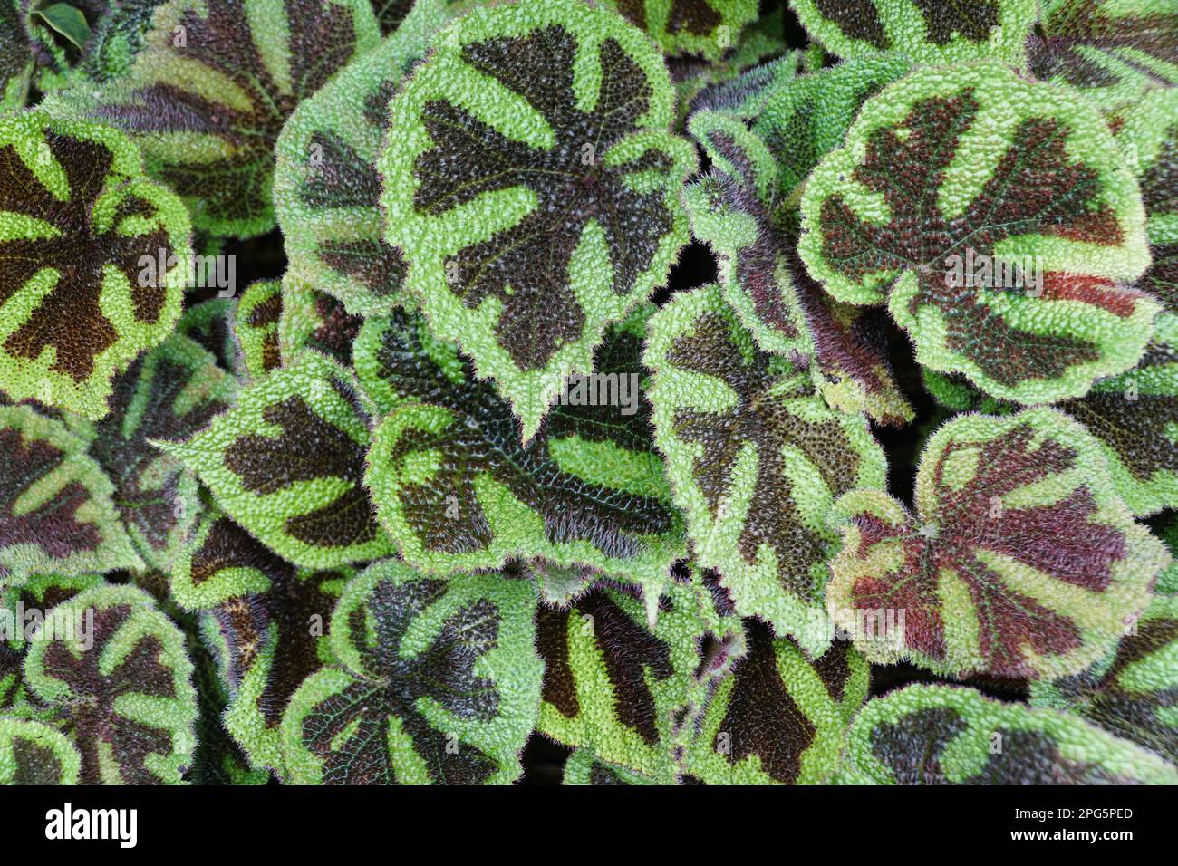 Beautiful leaf pattern of Begonia Masoniana, a rare tropical houseplant Stock Photo