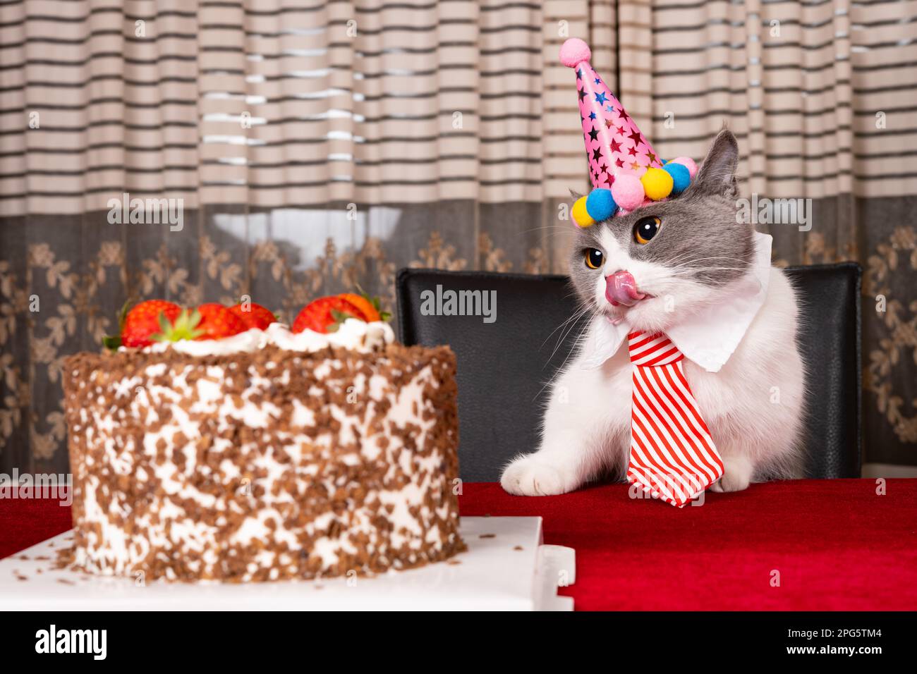 Cat celebrating birthday hi-res stock photography and images - Alamy