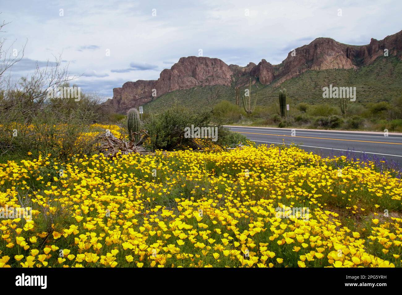 Wildflowers in bloom along Bush Highway in Mesa, Arizona on the 1st day