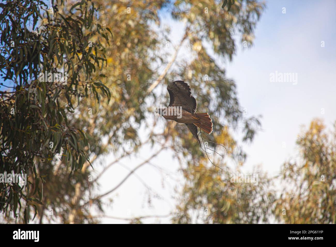 Cooper's Hawk building a nest in a eucalyptus tree, California Stock