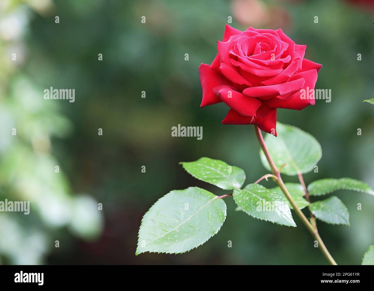 Close up rose hi-res stock photography and images - Alamy