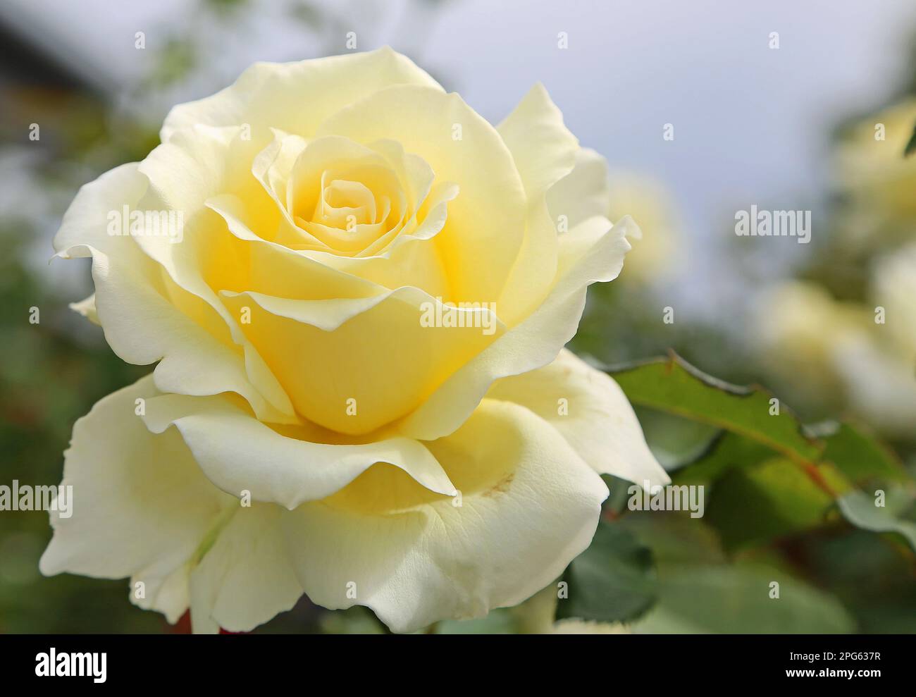 Ivory white Rose Stock Photo Alamy