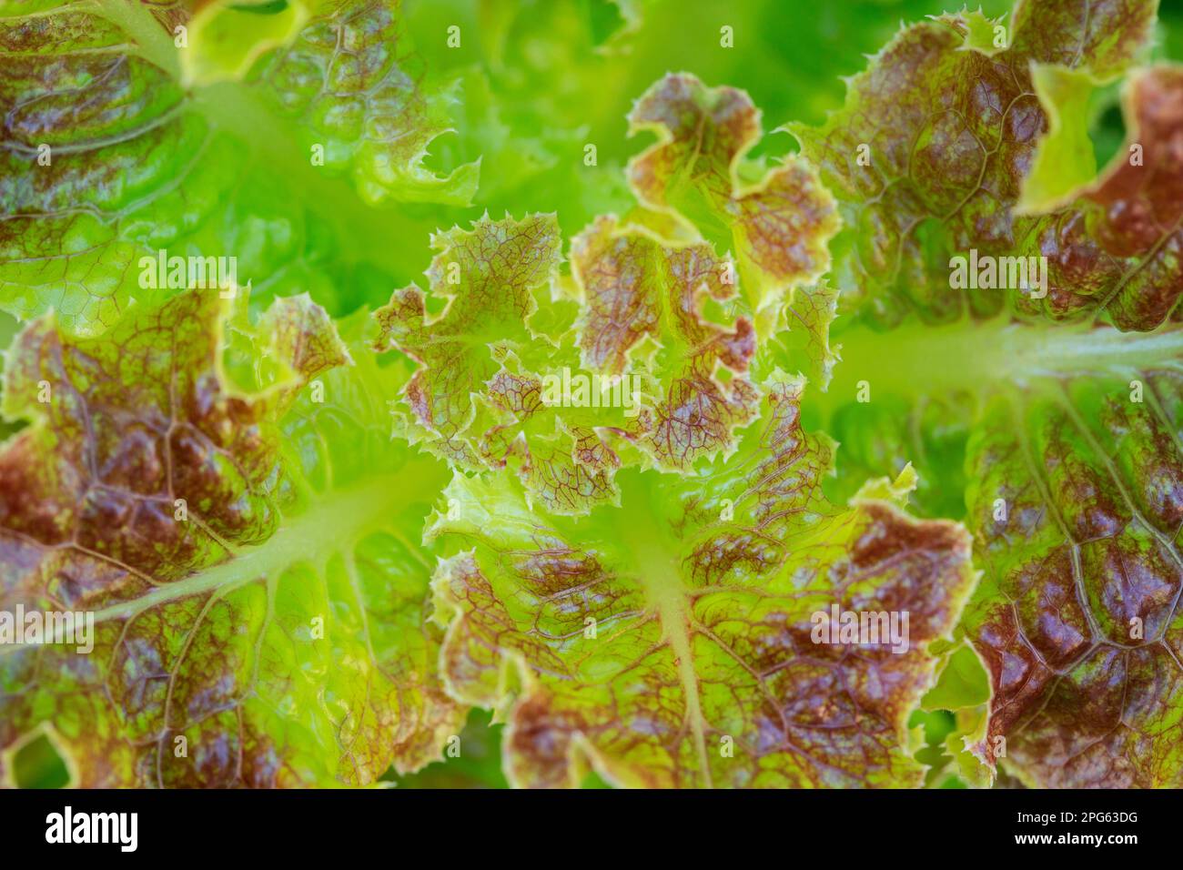 Macro shot of lettuce (Lactuca sativa), annual leaf vegetable of the aster family (Asteraceae) Stock Photo