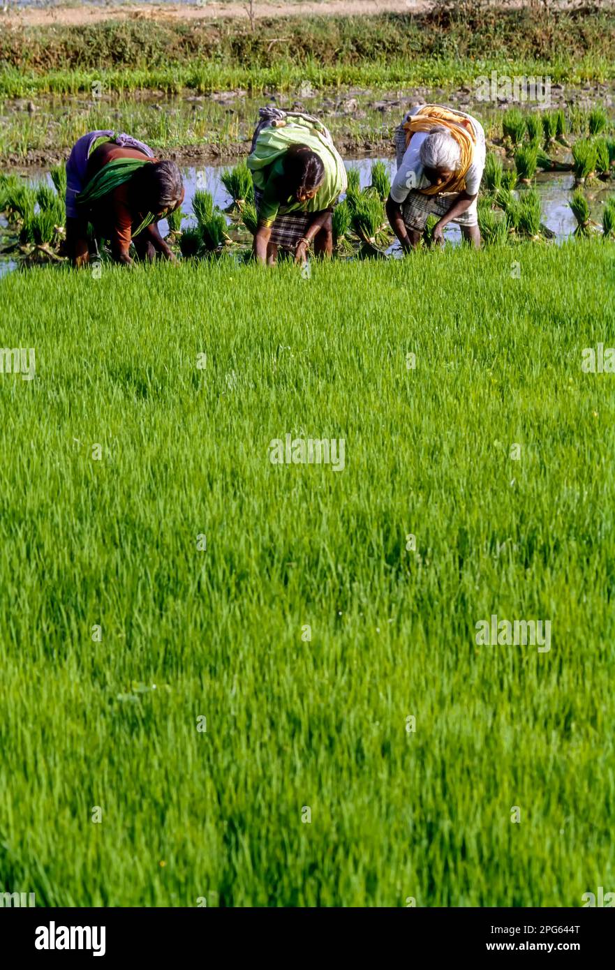 Pulling out and bundling the Rice, Paddy Seedlings in Tamil Nadu, South