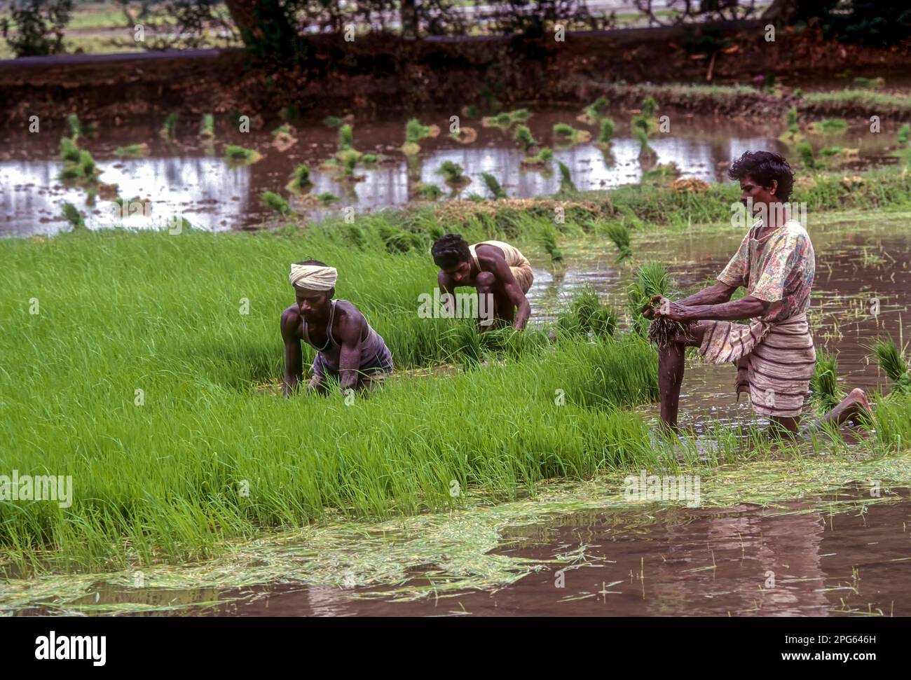 Pulling out and bundling the Rice, Paddy Seedlings in Tamil Nadu, South