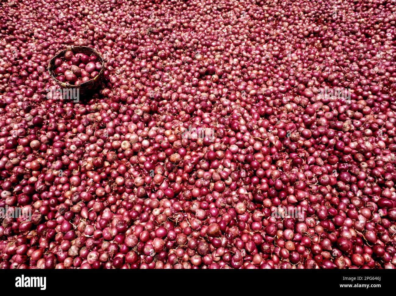 The harvested Bellary onion Tamil Nadu, South India, India, Asia Stock